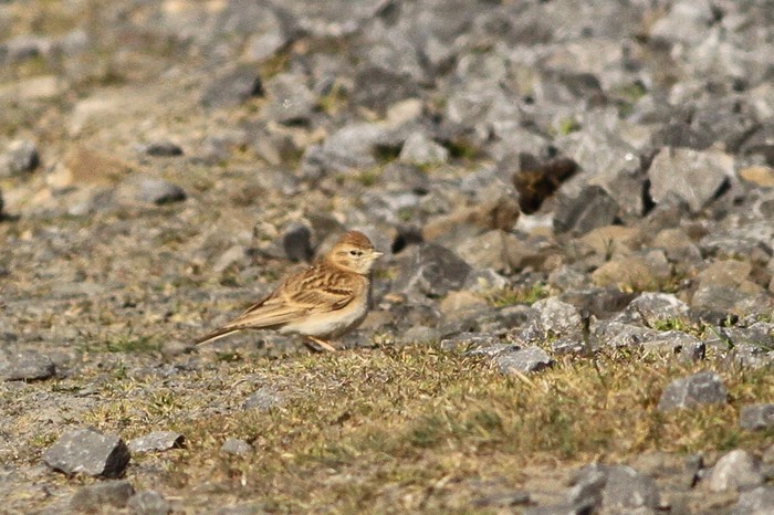 Short-toed Lark