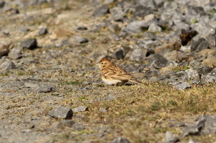 Short-toed Lark