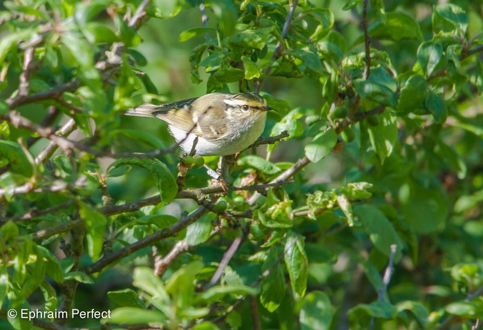 Pallas's Warbler