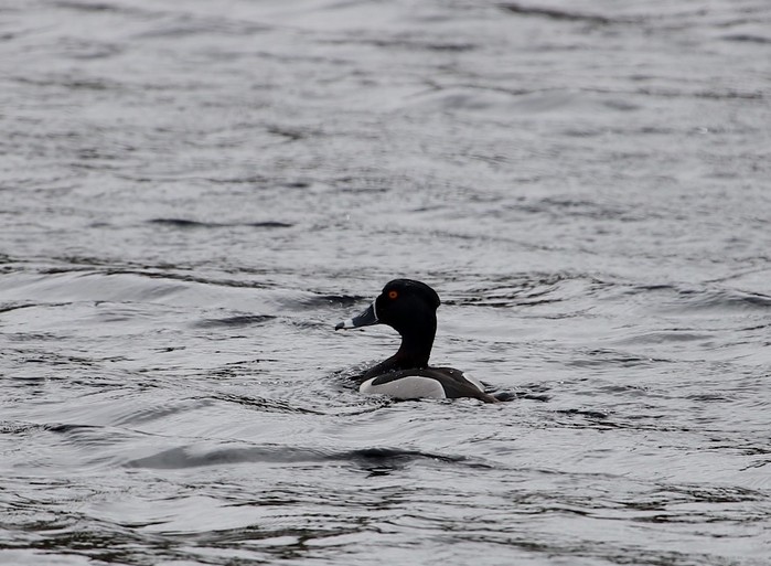 Ring-necked Duck