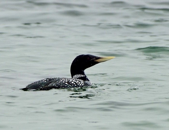 White-billed Diver