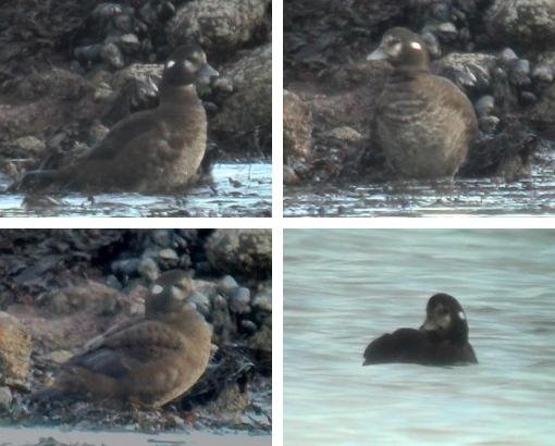 Harlequin Duck