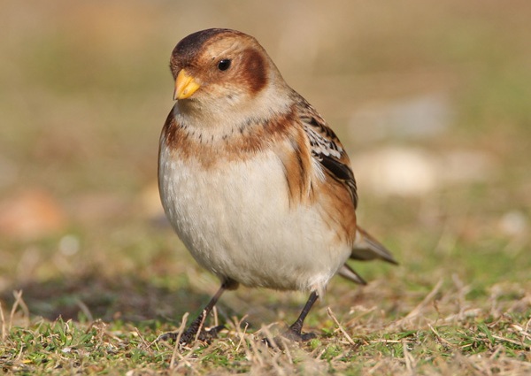 Snow Bunting