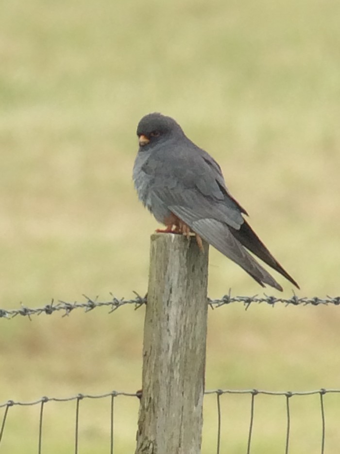 Red-footed Falcon