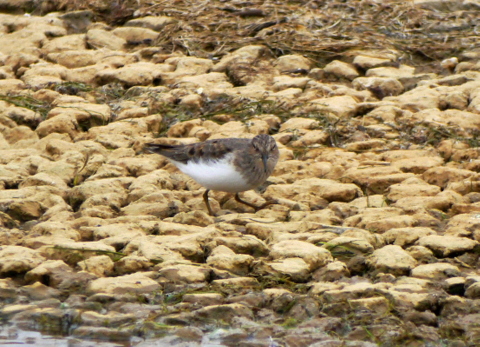 Temminck's Stint