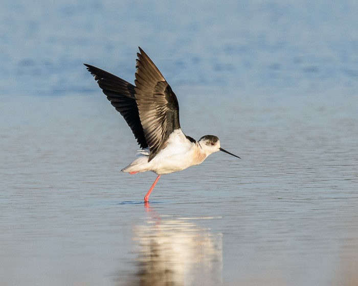 Black-winged Stilt
