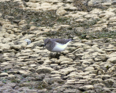 Temminck's Stint