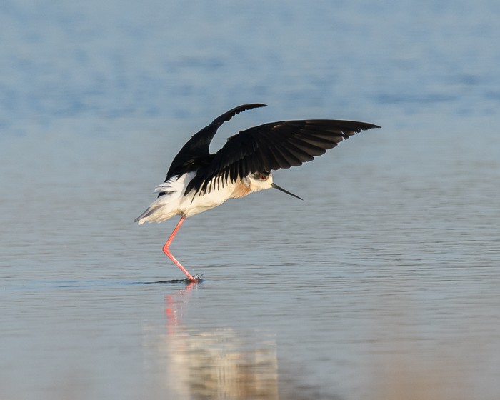 Black-winged Stilt