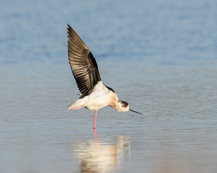 Black-winged Stilt