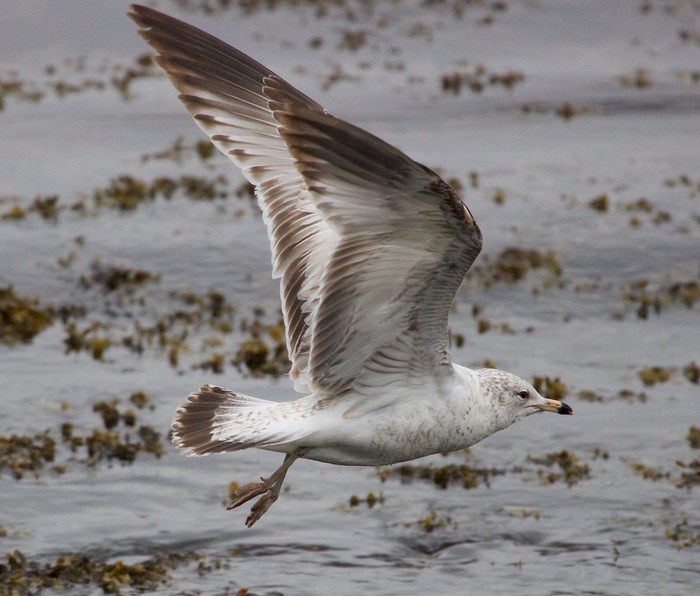 Ring-billed Gull