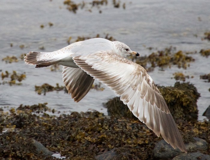 Ring-billed Gull