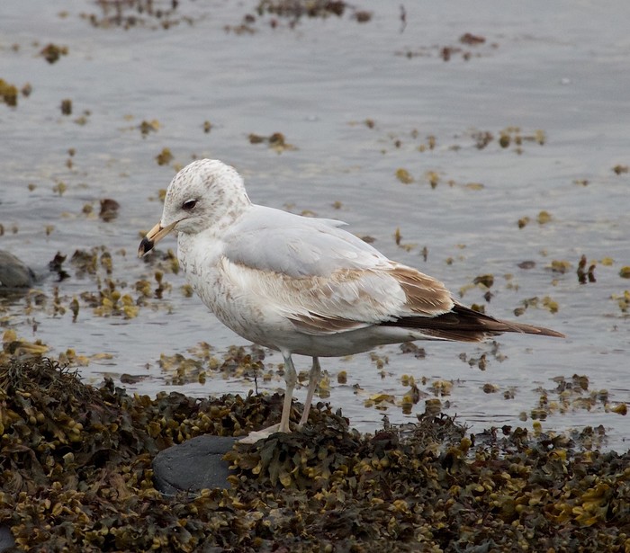 Ring-billed Gull