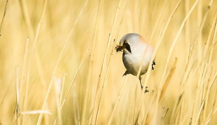 Bearded Tit