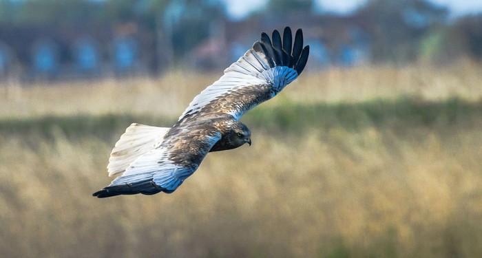 Marsh Harrier