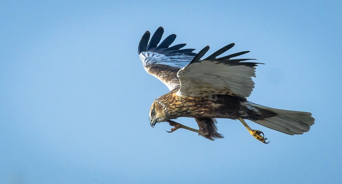 Marsh Harrier