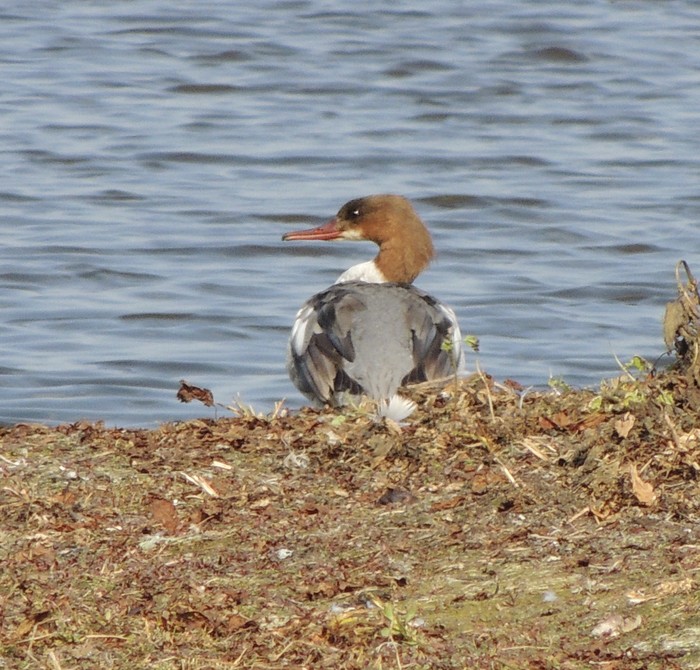 Goosander