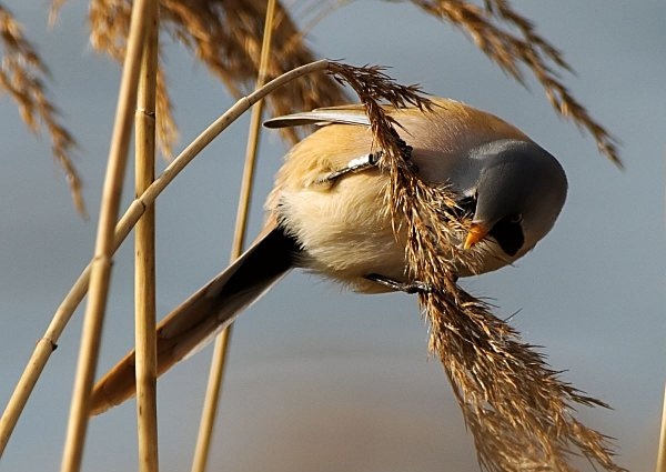 Bearded Tit