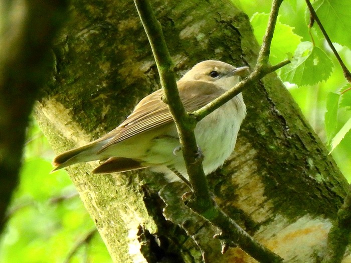 Garden Warbler