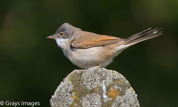 Whitethroat