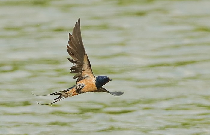 Swallow