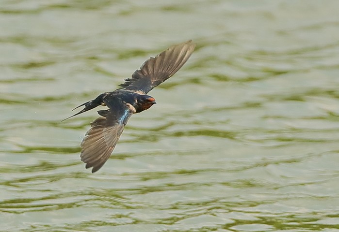 Swallow