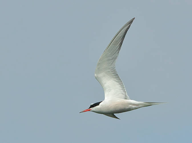 Common Tern