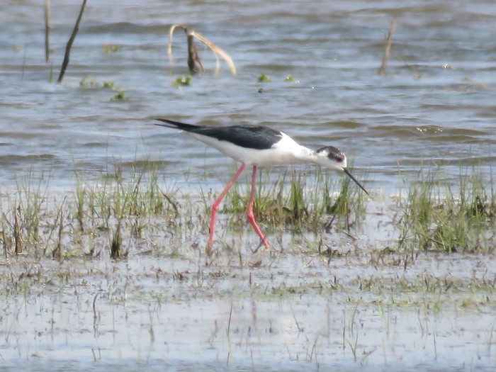 Black-winged Stilt