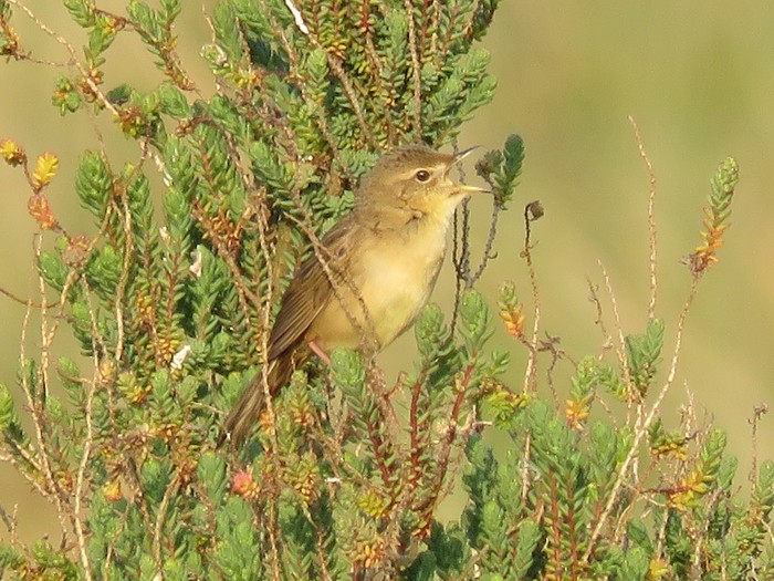 Grasshopper Warbler