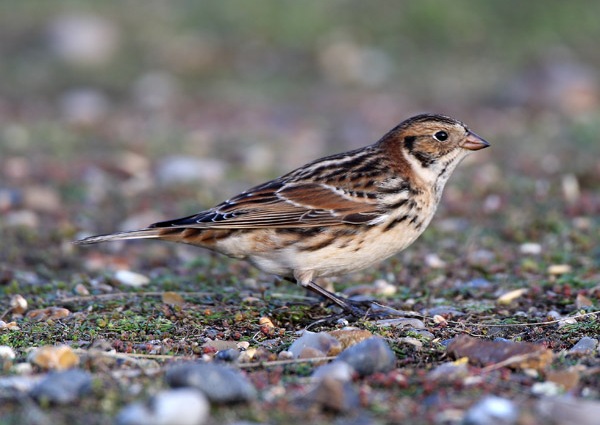 Lapland Bunting