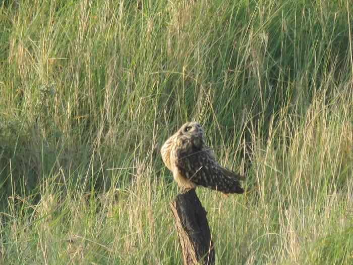 Short-eared Owl
