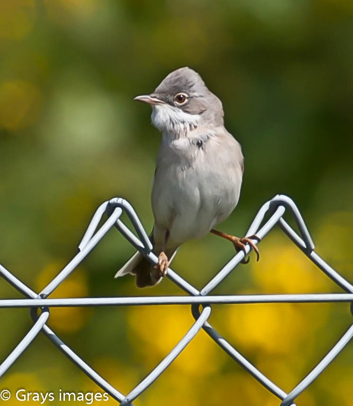 Whitethroat