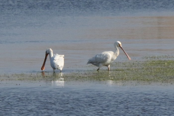 Spoonbill