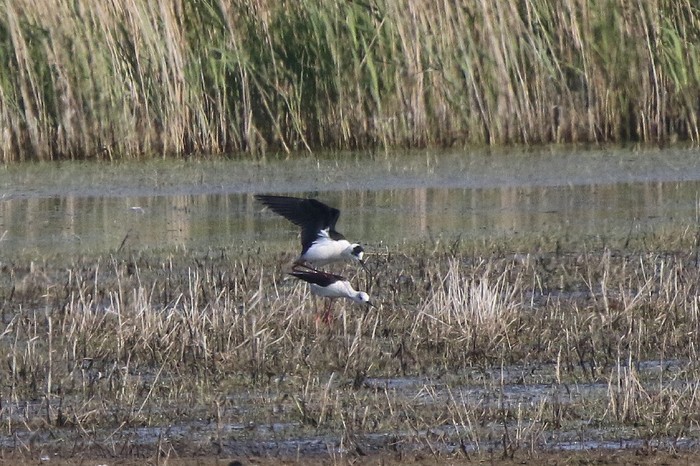 Black-winged Stilt