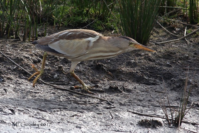 Little Bittern