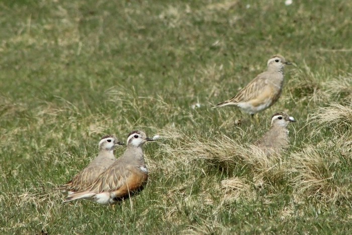 Dotterel