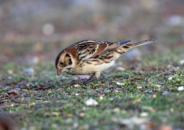 Lapland Bunting