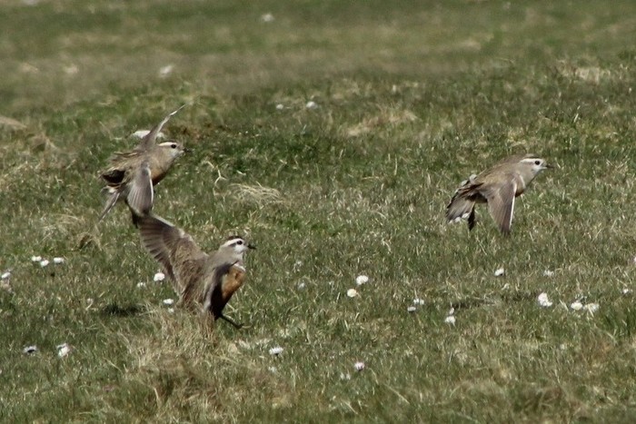 Dotterel