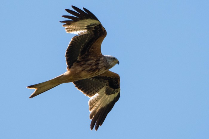 Red Kite
