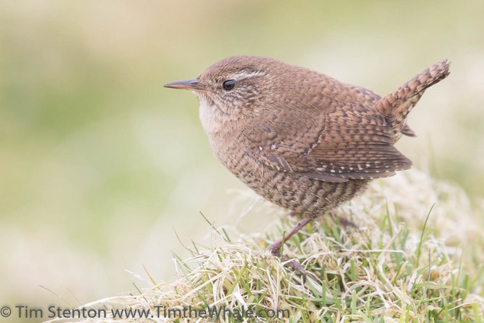Wren