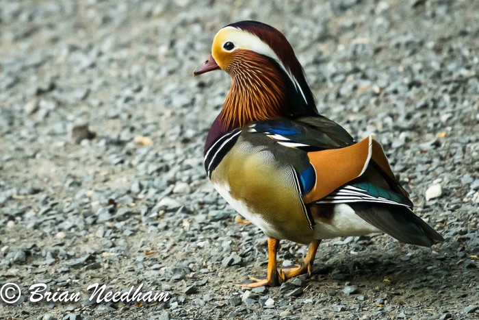 Mandarin
