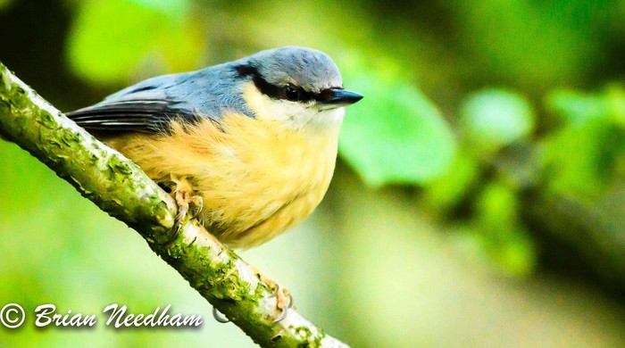 Nuthatch