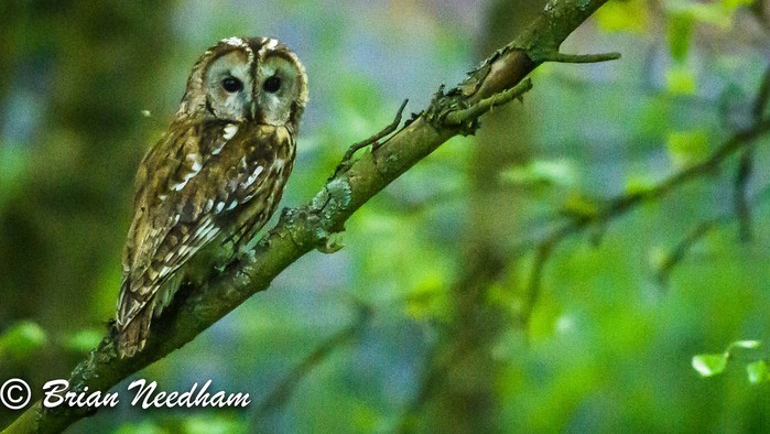 Tawny Owl