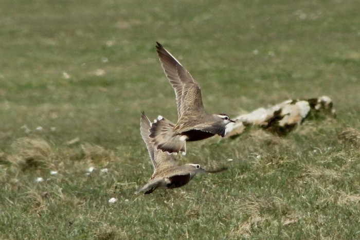 Dotterel