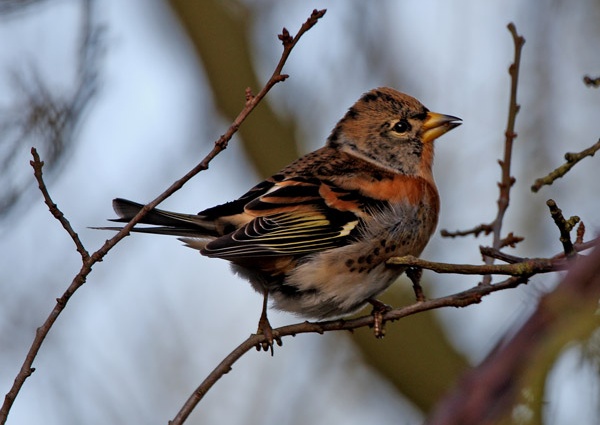 Brambling