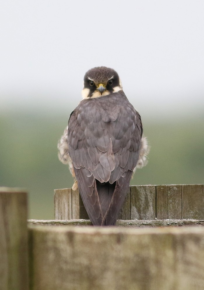 Hobby