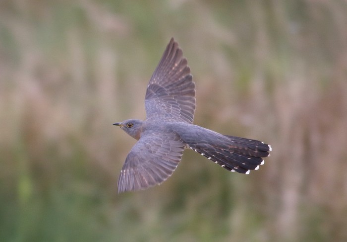 Cuckoo