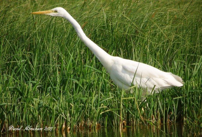 Great White Egret
