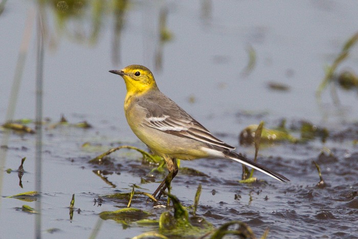 Citrine Wagtail
