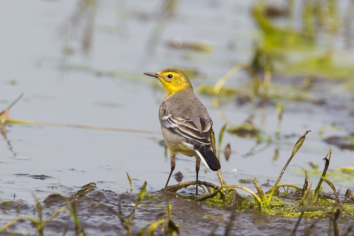 Citrine Wagtail