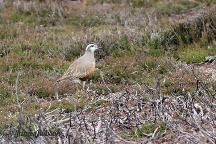 Dotterel